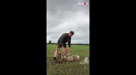 UK farmer shows how to help sheep that lose their balance and can't get up