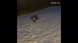 Adorable Australian Shepherd plays in snow for the first time