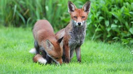 Cute fox cub playing with its mother in a garden, Sussex, UK