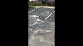 Black rat snake was at North Carolina and Todd made sure no one would kill it