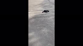 Black snake. Black racer. Rat snake. Non venomous. Eat lizards, birds. Blue back back snake