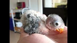 Filipino woman films transformation of abandoned baby lovebird as she nurtures it