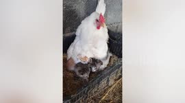Mother hen shelters three kittens as if they are her babies in Iraq