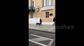Moscow woman casually walks her pet pig around city