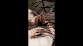 Endless tenderness! Sphynx and Oriental Shorthair: two exotic cats, one big love
