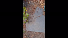Ants attack my hand when I uncovered  their nest in my garden.