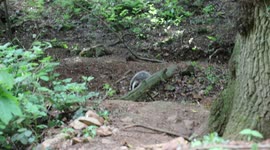 Badger in the wild foraging for food. Woodland walk with badger set just off the path
