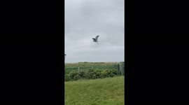 Birdwatcher captures moment rehabilitated heron shot by air gun in 2016 takes off and soars over Venetian Waterway in Great Yarmouth