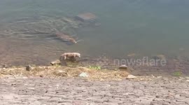 Grisly scene shows crocodile chomping down on stray dog