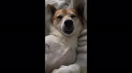 Sweet puppy snoring....