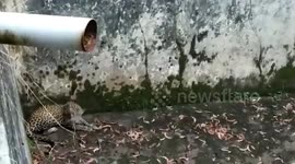 Forest officials rescue leopard from empty water pit in southern India