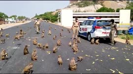 Starved wild monkeys go bananas for police handouts in central India