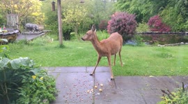 UK man films a deer in his back garden while watching presenters on wildlife program MOAN about not seeing any!