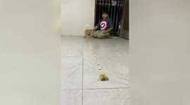 Pet dog ignores small snacks on the floor and goes straight for the biggest treat