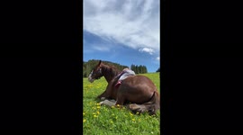 Little Ela lying on and cuddling with her horse