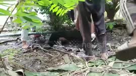Baby cow stuck in muddy pond rescued in Thailand