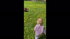 Almost 3 years old girl trying to get rid of the flies from her horse