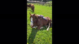 Little girl adorably cuddles on her horse.