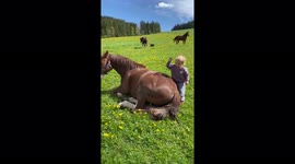 Shoo! Adorable 3-year-old girl just wants her horse best friend to not deal with flies