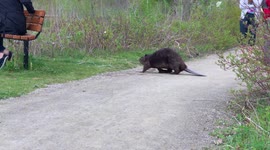 I'm Walking Here! Beaver Crossing - Just Another Typical Day in the Park, in Calgary, Canada