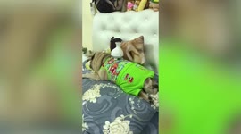 Relaxed pet pug enjoys rubdown from electric massager