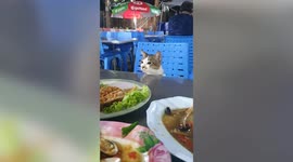 Cat with innocent eyes begs for food at market in Thailand