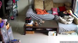 Naughty pet Yorkshire Terrier drags rolls of tissue across living room