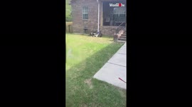 'What Goes Up Must Come Down... Just Like this Doggo'