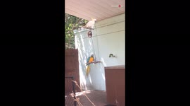 'Talented Cockatoo & Macaw Performing Unreal Circus Tricks'