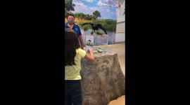 'Excited Crow Collects Donations for Fellow Birds'