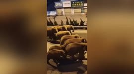 Herd of Asian elephants roam 300 miles across China after escaping nature reserve