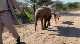 Orphaned albino elephant enjoys walk with sheep best friend in South Africa