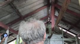 King cobra falls from ceiling of home in Thailand