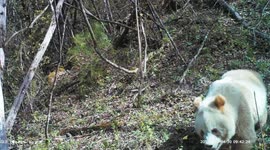 Extremely rare brown panda spotted roaming around Chinese national park
