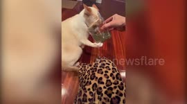 Over dramatic kitty got more than he bargained for when he sniffed a jar of catnip