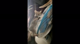 funny cat playing in my home | cute cat | funny moments of cat kitten