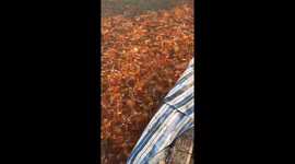 Thousands of carp swarm boat during feeding frenzy in Vietnamese lake