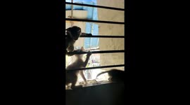 funny cat | cat kitten video | cat | cute cat playing |pussy cat