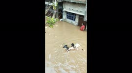 Kind man is saving cow in flood in front of my house.