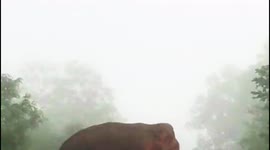 a bike rider missed a elephant attack buttala kataragama road
