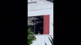 Puppy love! Los Angeles dogs give each other loving and longing looks out window