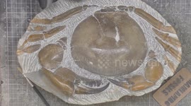 Man uncovers 12-million-year-old crab fossil