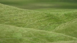 Mesmerising footage of grass dancing in strong swirling winds
