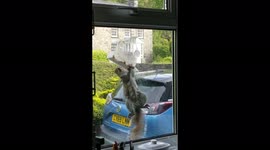 Determined squirrel clings onto feeder and performs pull-ups to reach food