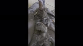 7 week old kitten suckling