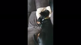 Pawfect friends. Kitten comforts Dog after Vets Visit.