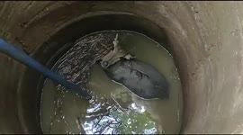 Indian villagers rescue injured antelope from deep well