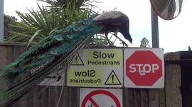 Peacock the trespasser gatecrashes storage in a London park