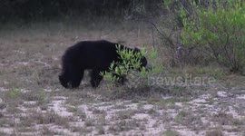 Mother-cub bear duo spotted amid clearing in Sri Lanka