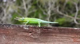 Indecisive Chameleon Dancing in Maui in a Beautiful Garden on a Wood Structure